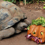 Domenica 27 ottobre al Bioparco di Roma “incontri di natura” e zucche agli animali per Halloween